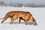 rennende Rhodesian Ridgebacks / running Rhodesian Ridgebacks