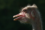 Stauß / ostrich