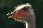 Stauß / ostrich