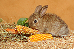 Zwergkaninchen / dwarf rabbit