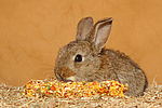 Zwergkaninchen / dwarf rabbit