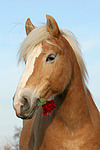 Haflinger mit Rose / haflinger horse with rose