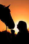 Frau und Warmblut / woman and warmblood