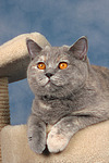 Britisch Kurzhaar / british shorthair