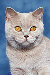 Britisch Kurzhaar / british shorthair