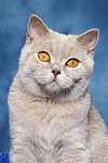 Britisch Kurzhaar / british shorthair