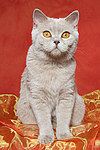 Britisch Kurzhaar / british shorthair