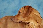 Rhodesian Ridgeback