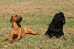 Havaneser und Rhodesian Ridgeback / Havaneser and Rhodesian Ridgeback