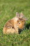 junges Löwenköpfchen / young lion-headed rabbit