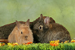 Löwenköpfchen / lion-headed bunny