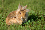 junges Löwenköpfchen / young lion-headed rabbit