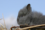 Löwenköpfchen / lion-headed bunny