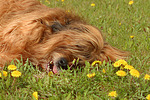 Briard / berger de brie