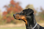 Dobermann / doberman pinscher