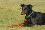 Dobermann / doberman pinscher