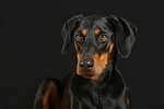 Dobermann Portrait / Doberman Pinscher Portrait