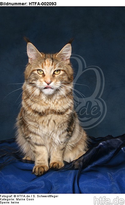 Maine Coon / HTFA-002093