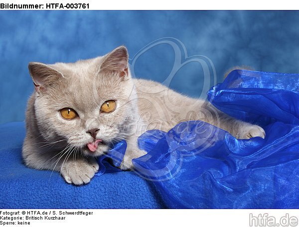 Britisch Kurzhaar / british shorthair / HTFA-003761