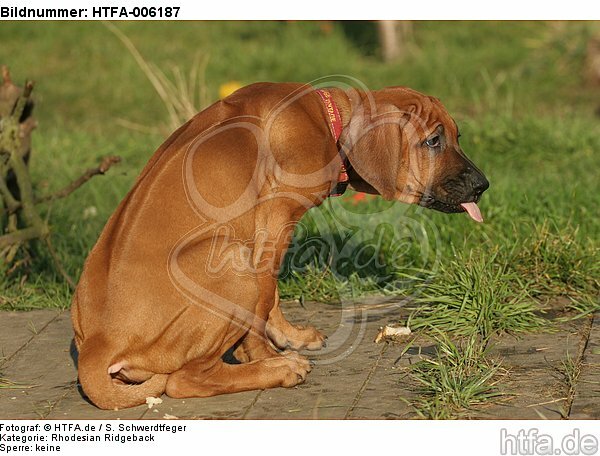 Rhodesian Ridgeback Welpe / rhodesian ridgeback puppy / HTFA-006187