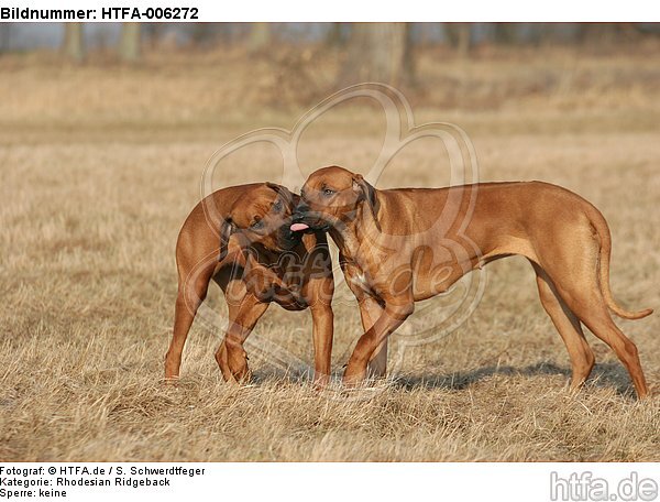 Rhodesian Ridgebacks / HTFA-006272