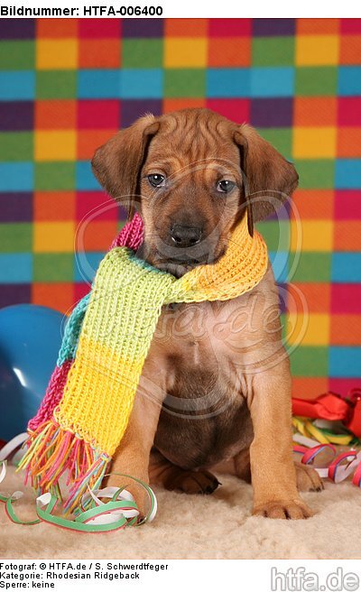 Rhodesian Ridgeback Welpe / rhodesian ridgeback puppy / HTFA-006400