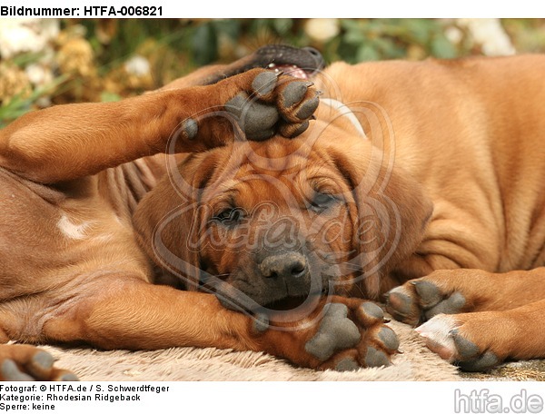 Rhodesian Ridgeback Welpen / rhodesian ridgeback puppies / HTFA-006821