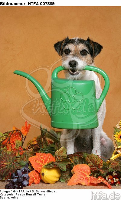 Parson Russell Terrier / HTFA-007869