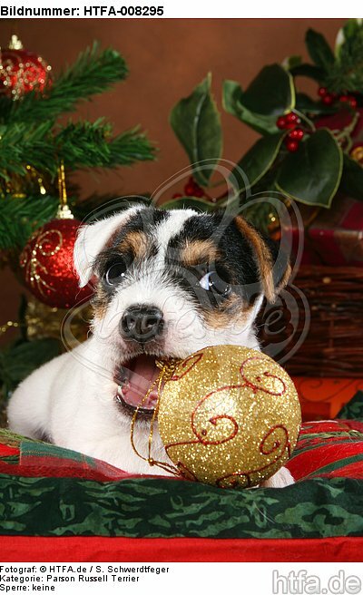 Parson Russell Terrier Welpe zu Weihnachten / PRT puppy at christmas / HTFA-008295