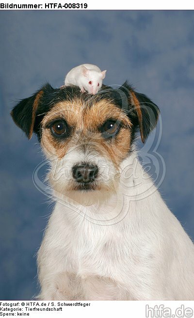 Parson Russell Terrier und Maus / dog and mouse / HTFA-008319
