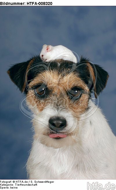 Parson Russell Terrier und Maus / dog and mouse / HTFA-008320