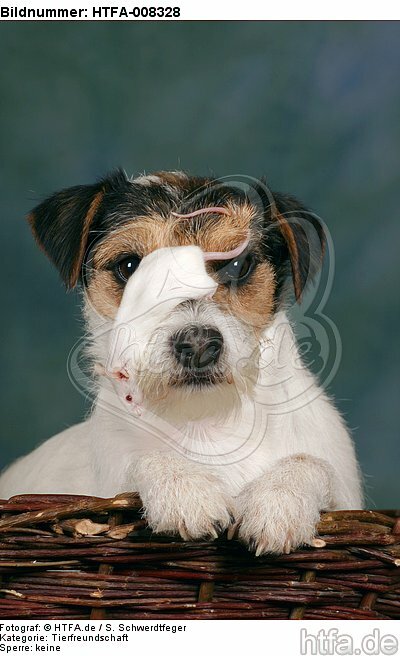 Parson Russell Terrier und Maus / dog and mouse / HTFA-008328