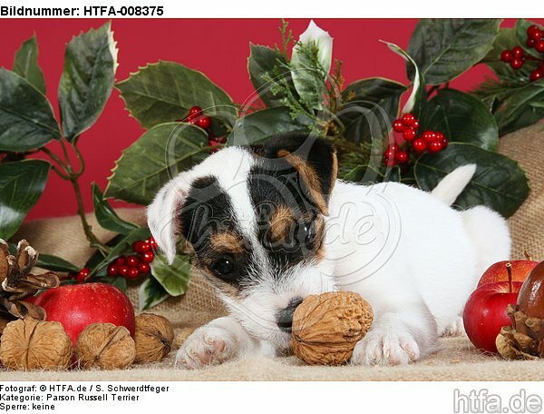 Parson Russell Terrier Welpe zu Weihnachten / PRT puppy at christmas / HTFA-008375