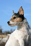 Parson Russell Terrier mit Stehohren / PRT portrait