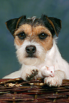 Parson Russell Terrier und Maus / dog and mouse