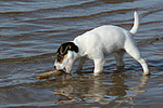 Parson Russell Terrier Welpe / parson russell terrier puppy