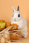 Zwergkaninchen / dwarf rabbit