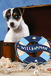 Parson Russell Terrier Welpe / parson russell terrier puppy