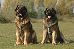 Leonberger