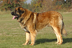 Leonberger