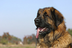 Leonberger