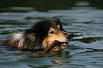 spielender Langhaarcollie / playing longhaired collie