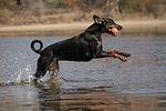 Dobermann / doberman pinscher