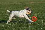 Parson Russell Terrier