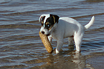 Parson Russell Terrier Welpe / parson russell terrier puppy