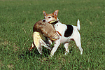 Parson Russell Terrier