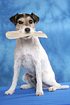 Parson Russell Terrier