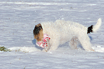 Parson Russell Terrier spielt im Schnee / PRT playing in snow