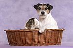 Parson Russell Terrier und Meerschwein / dog and guninea pig