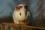 Glatthaarmeerschwein / smooth-haired guninea pig